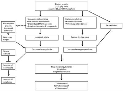 Dietary Protein and Energy Balance in Relation to Obesity and Co-morbidities